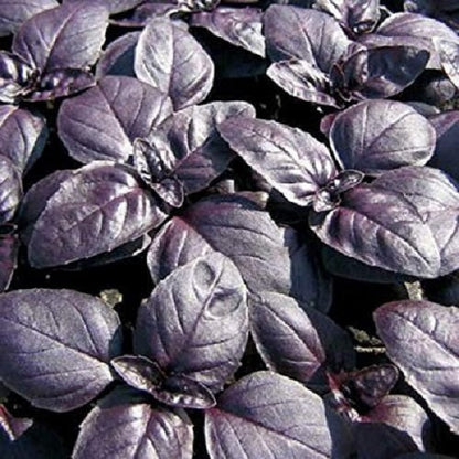 Basil Purple Color | Herb Seeds