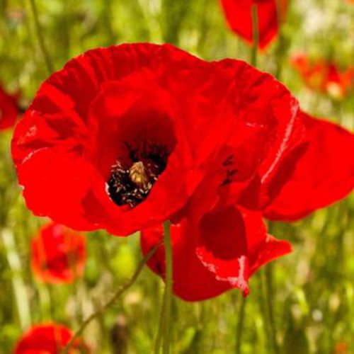 Poppy Shirley Mixed Color Flower F1 Seeds