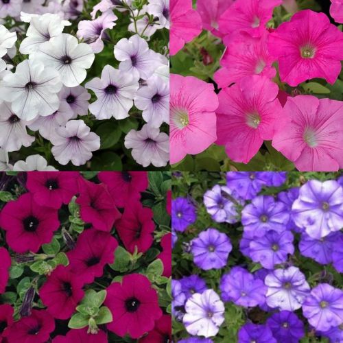 Petunia Grandiflora Mixed Color Flower Seeds