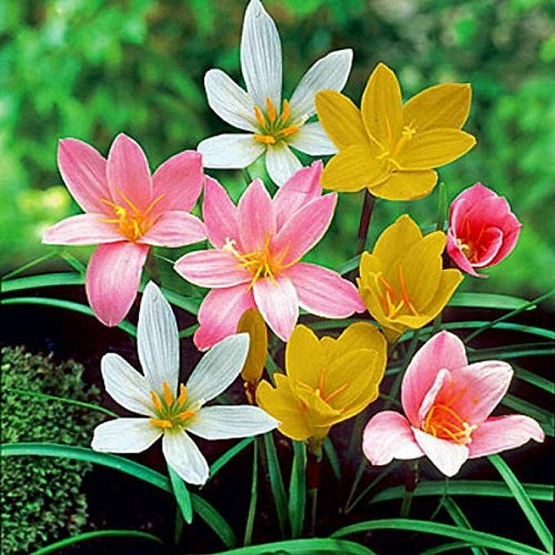 Rain Lily Zephyranthes Mix Color Flower Bulbs | Set of 50 Bulbs