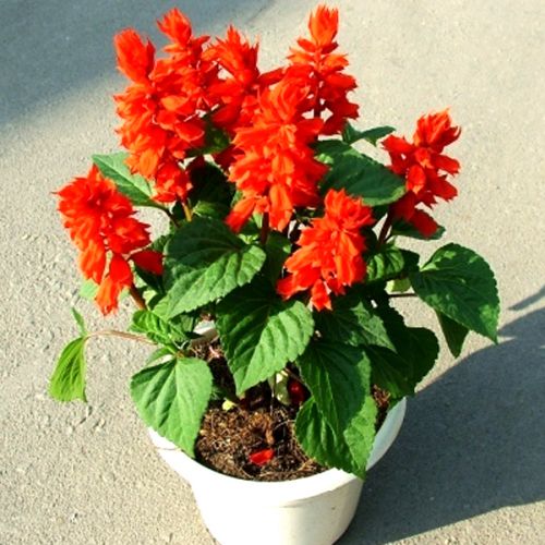 Salvia Bon Fire Red Color Flower Seeds