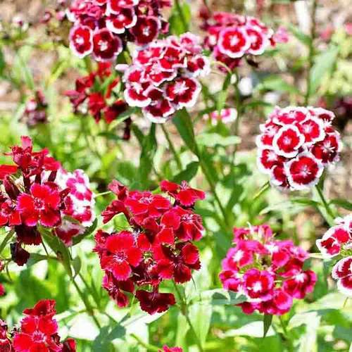 Sweet William Mixed Color Flower Seeds