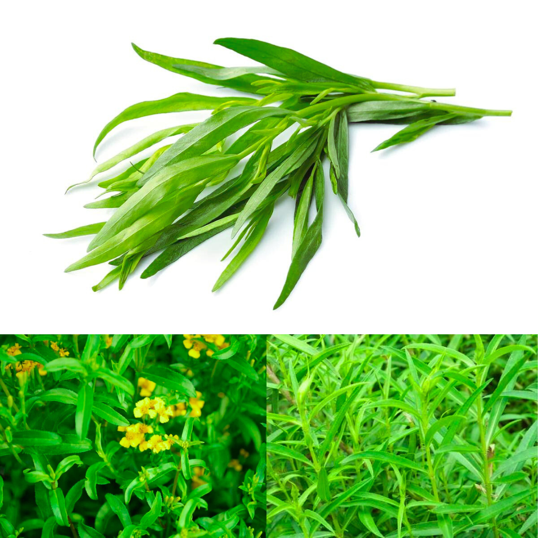 Tarragon Herb Seeds