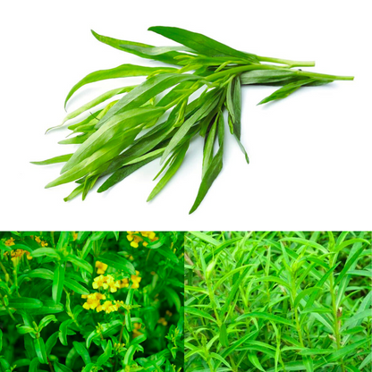 Tarragon Herb Seeds