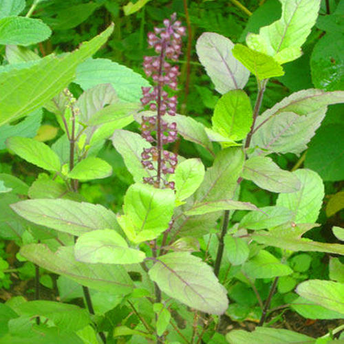 Tulsi Plants Seeds | Herb Seeds