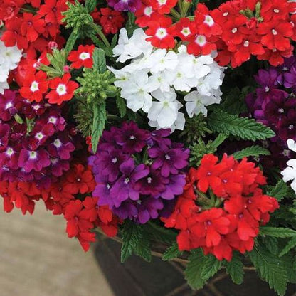 Verbena Mixed Color Flower Seeds