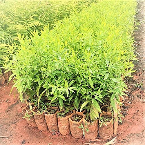 White Sandalwood Safed Chandan Seeds